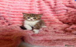Británico de Pelo Corto gatos en venta: Precioso machito bicolor chocolate  - Imagen 6