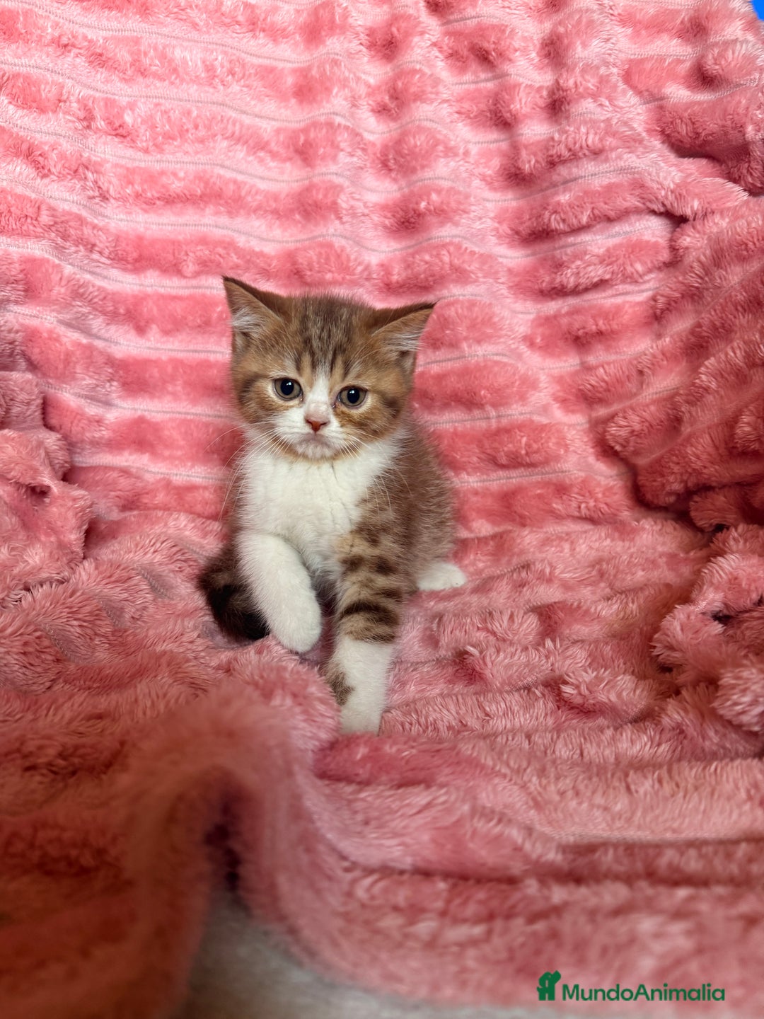 Británico de Pelo Corto gatos en venta: Precioso machito bicolor chocolate  - Imagen 6
