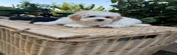Maltipoo perros en venta: Maltipoo simpatiquísimos !!!! - Anuncio 7