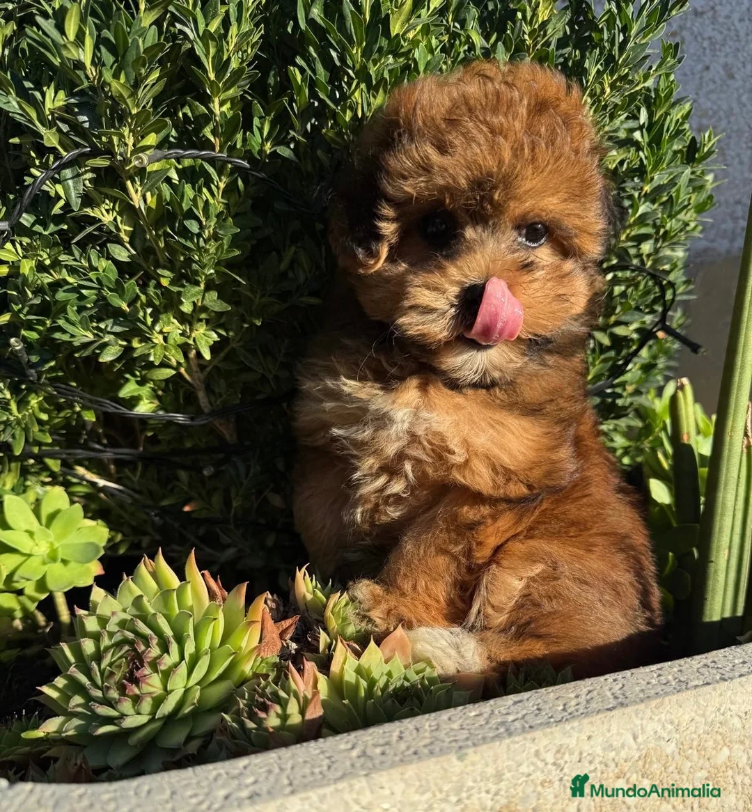 Maltipoo perros en venta: Maltipoo con muchísima solidificación de color!! - Anuncio 6