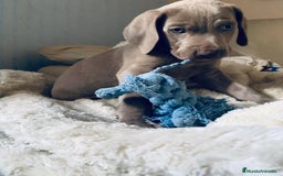 Weimaraner perros en venta: Braco de weimaner - Imagen 4