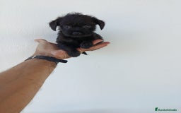 Chihuahua perros en venta: 🐶✨ ¡Cachorros! Chi-Poo - Choodle - Poo-Chi ✨🐶 - Imagen 4