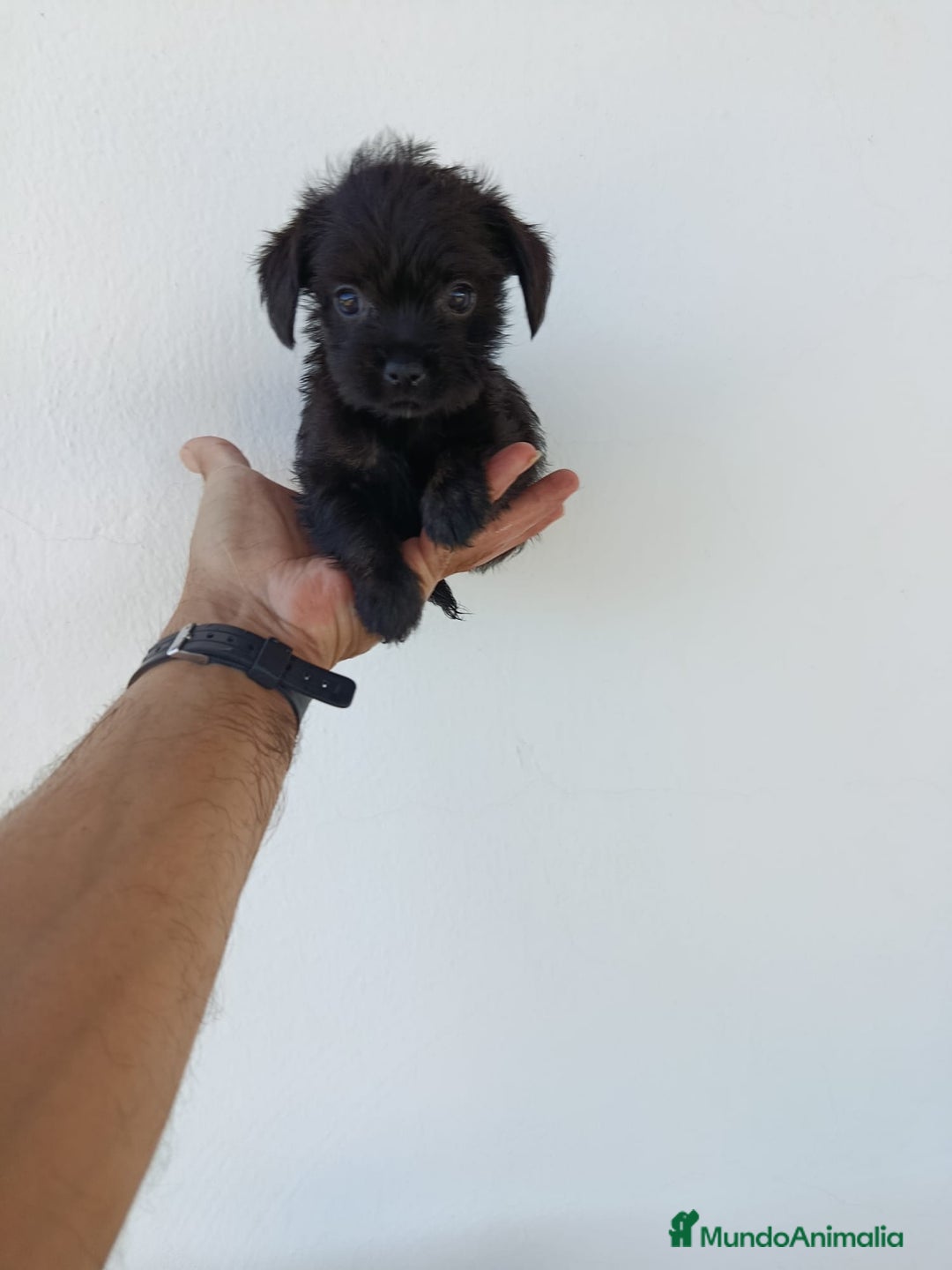 Chihuahua perros en venta: 🐶✨ ¡Cachorros! Chi-Poo - Choodle - Poo-Chi ✨🐶 - Imagen 4