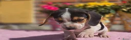 Beagle perros en venta: Beagle. Machos - Anuncio 3