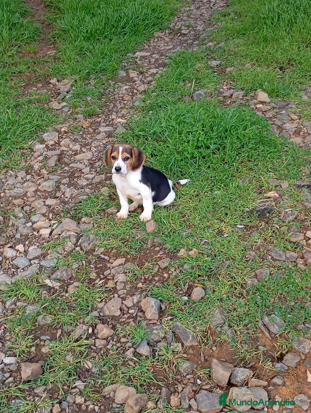 Beagle perros en venta: Beagle tricolor - Anuncio 3