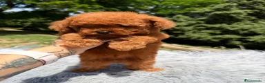 Caniche Toy Cachorro 3