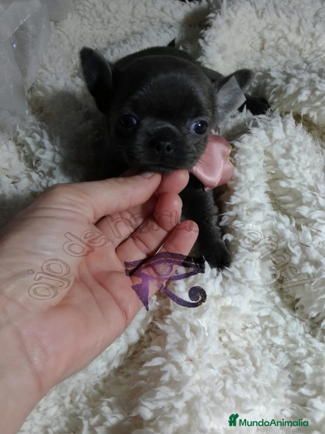 Chihuahua perros en venta: ‼️‼️Chihuahuas muy cariñosos tamaño mini  - Anuncio 1