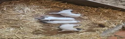 Ratonero Bodeguero Andaluz perros en venta: Cachorros bodeguero - Anuncio 2