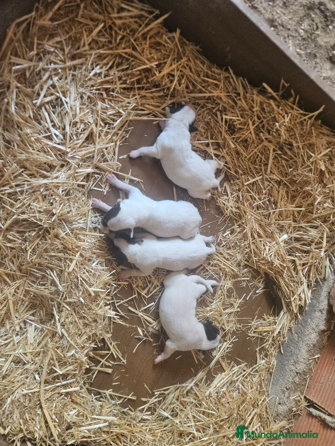 Ratonero Bodeguero Andaluz perros en venta: Cachorros bodeguero - Anuncio 2