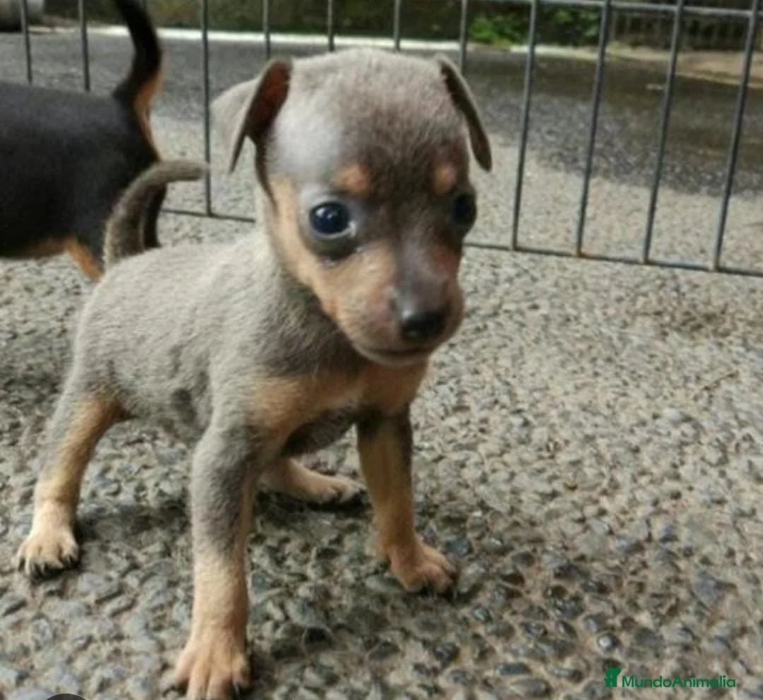Pinscher Miniatura perros en venta: Pinchen miniatura - Anuncio 2