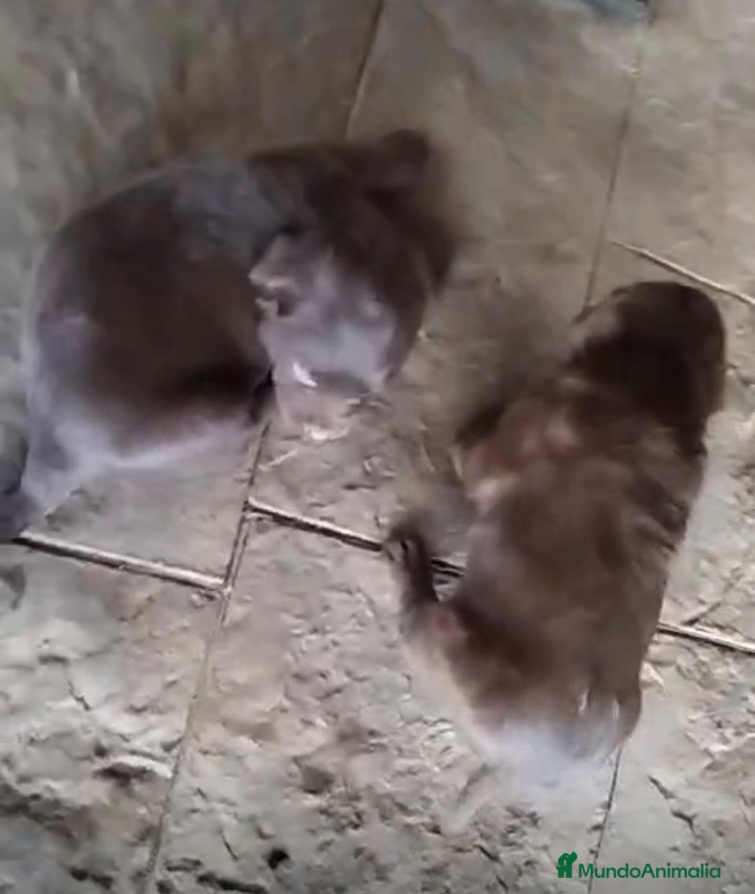 Labrador Retriever perros en venta: Labrador retriever  - Anuncio 5