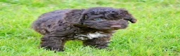 Perro de Agua Español perros en venta: CAMA DE PERRO DE AGUA ESPAÑOL  - Anuncio 24