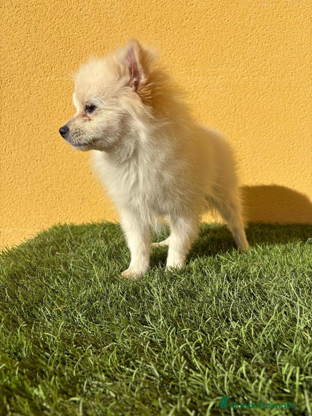 Pomerania perros en venta: Pomerania toy macho blanco  - Imagen 13