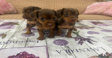 Pinscher Miniatura perros - Anuncio 2