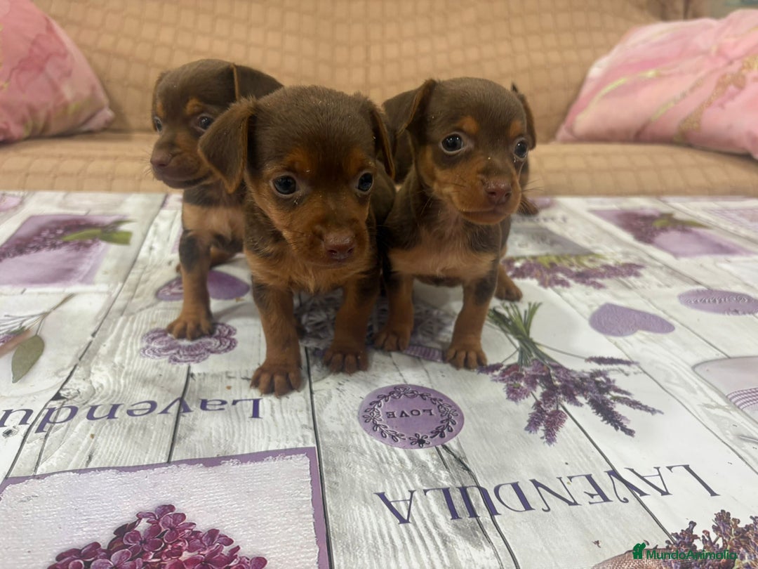 Pinscher Miniatura perros en venta: Pinscher miniatura chocolate  - Imagen 3