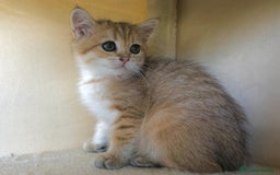 Británico de Pelo Corto gatos en venta: BRITISH GOLDEN TABBY CHINCHILLA HEMBRA - Imagen 2