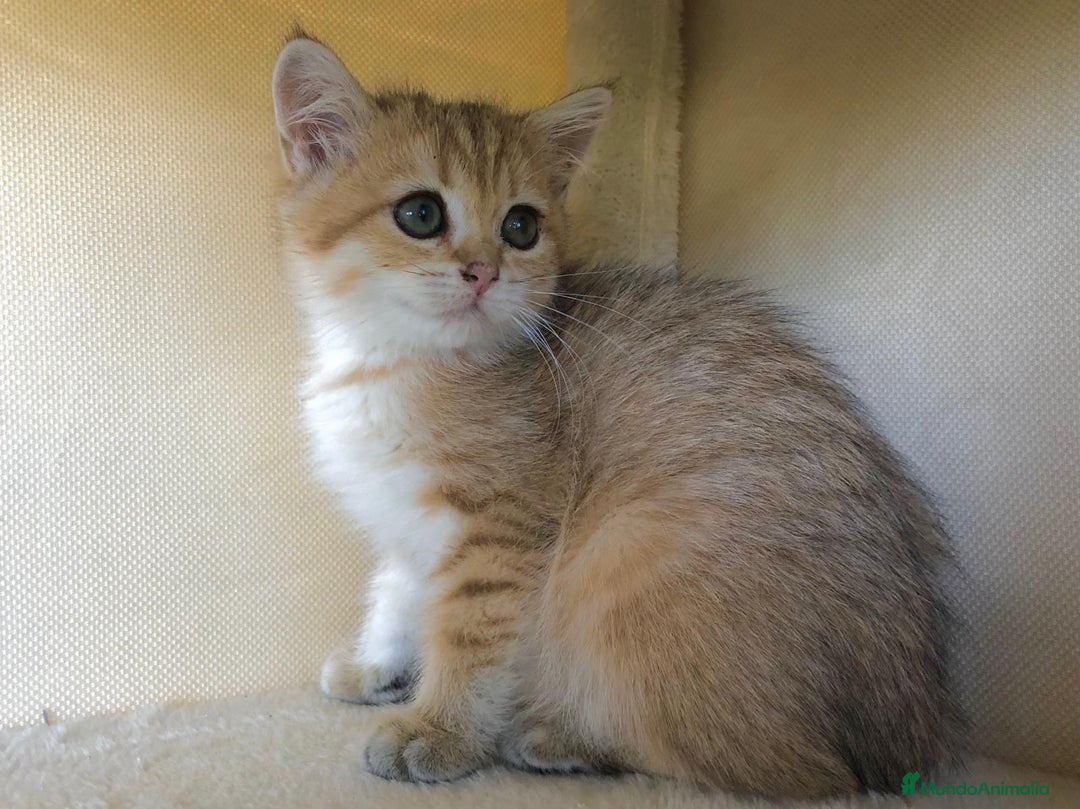 Británico de Pelo Corto gatos en venta: BRITISH GOLDEN TABBY CHINCHILLA HEMBRA - Imagen 2