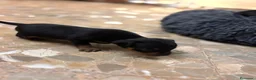 Pinscher Miniatura perros en venta: Pinscher miniatura  en Valencia - Anuncio 4
