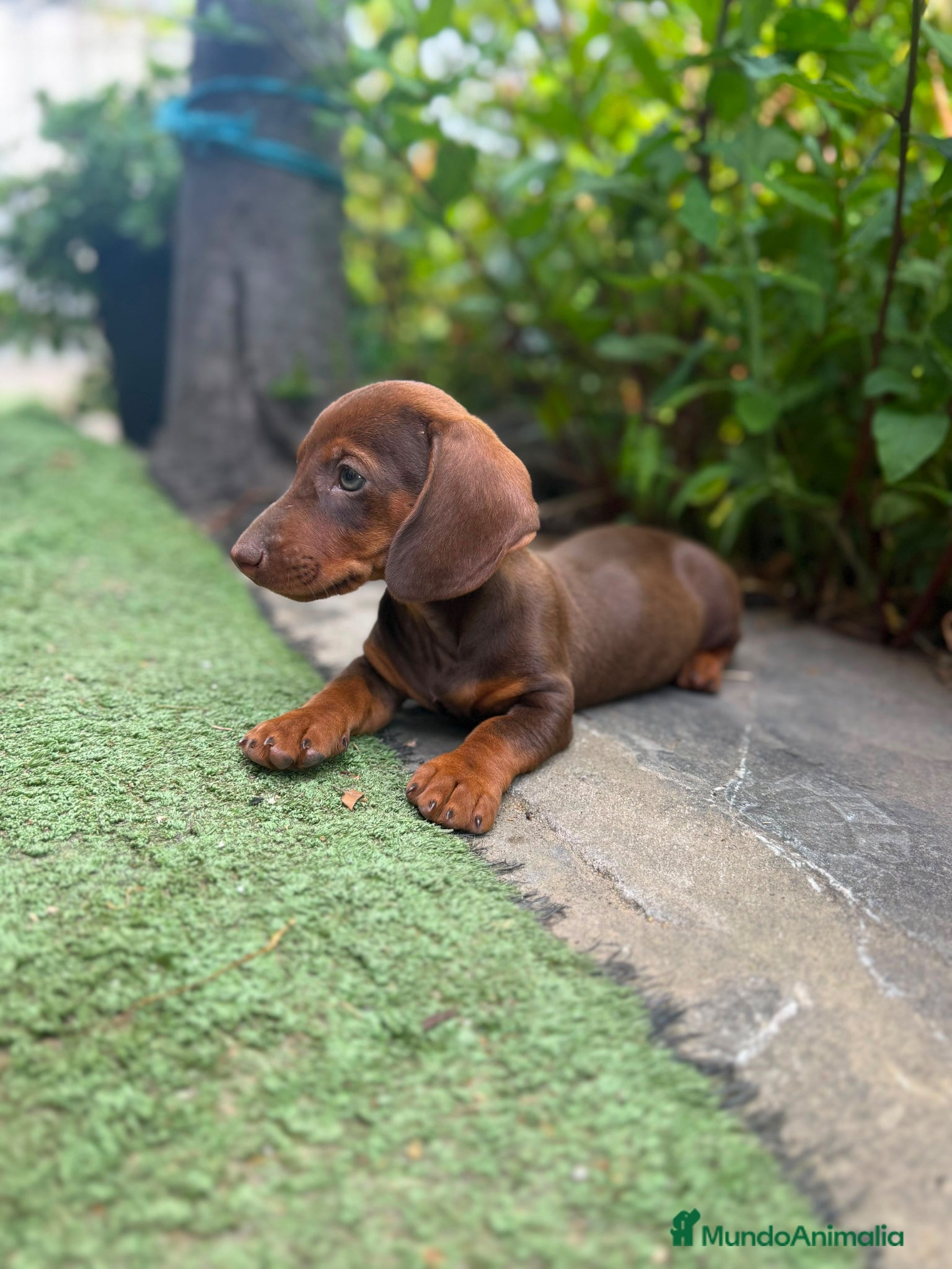 Teckel Miniatura perros TECKEL CHOCOLATE MINIATURA  - Anuncio 1