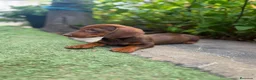 Teckel Miniatura perros en venta: TECKEL CHOCOLATE MINIATURA  - Anuncio 1
