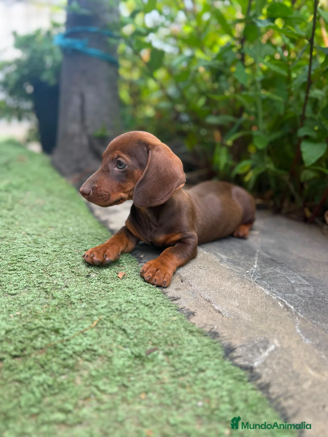 Teckel Miniatura perros en venta: TECKEL CHOCOLATE MINIATURA  - Anuncio 1