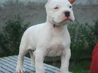 Dogo Argentino perros - Anuncio 2