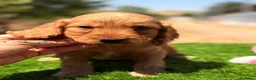 Cocker Spaniel Inglés perros en venta: CAMADA COCKER SPANIEL DORADO - Anuncio 3