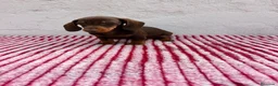 Teckel Miniatura perros en venta: Teckel Miniatura - Anuncio 5
