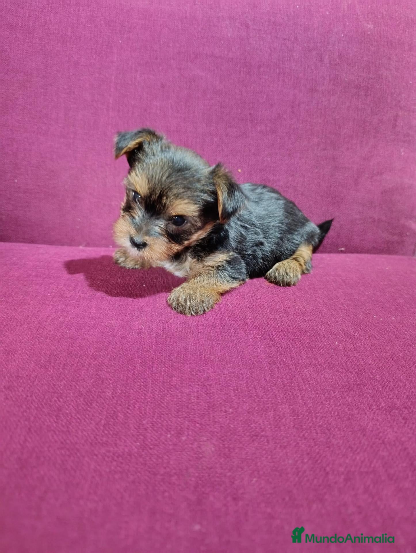Yorkshire Terrier perros en venta: Precioso yorki macho - Anuncio 2