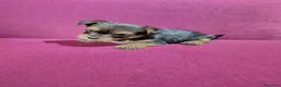 Yorkshire Terrier perros en venta: Precioso yorki macho - Anuncio 1