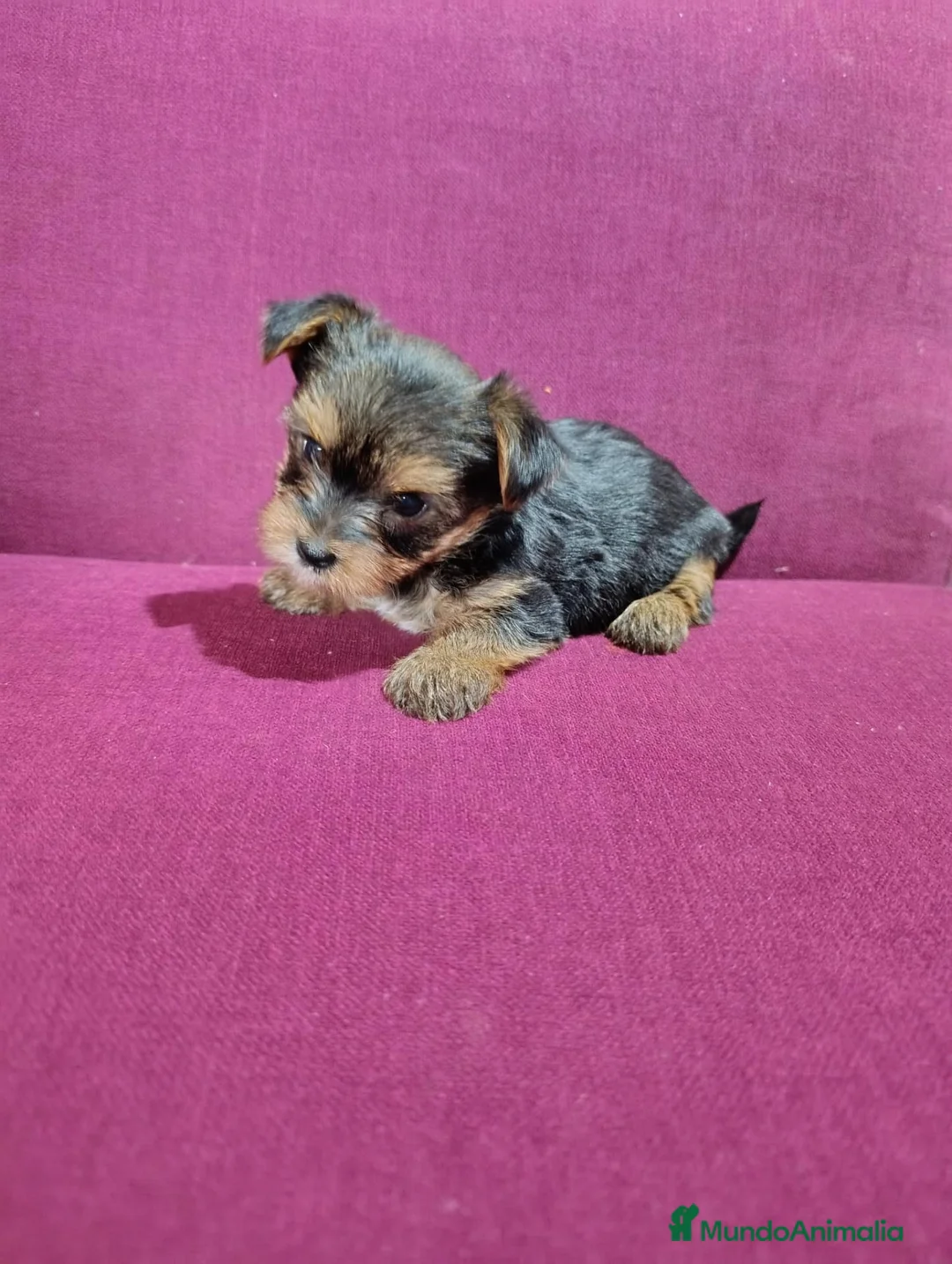 Yorkshire Terrier perros en venta: Precioso yorki macho - Anuncio 1