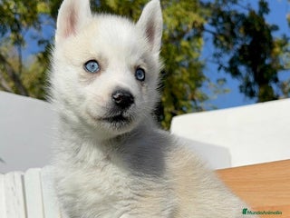 Husky Siberiano perros HUSKY SIBERIANO - Anuncio 1