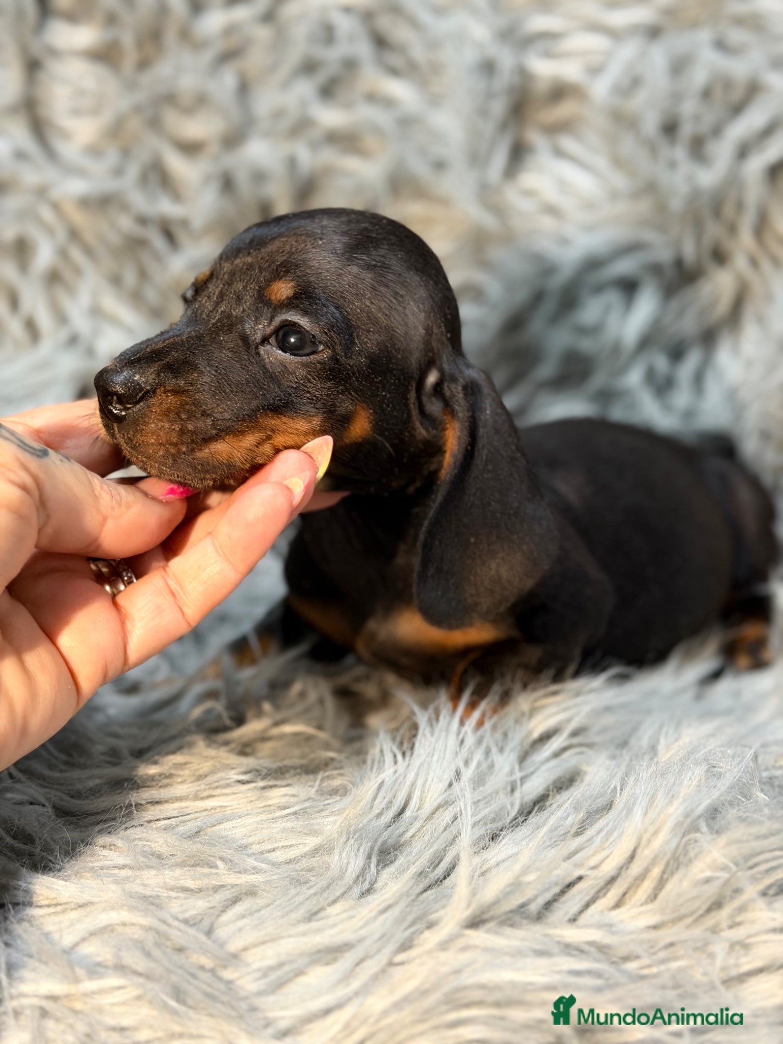 Teckel Miniatura perros Teckel negro fuego mini  - Anuncio 2