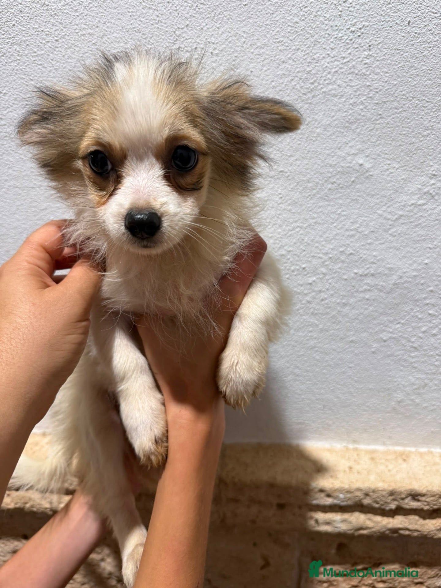 Pomchi perros Pomchis - Anuncio 1