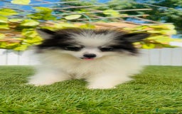 Pomerania perros en venta: POMERANIA HEMBRA ENVIOS A TODA ESPAÑA - Imagen 1