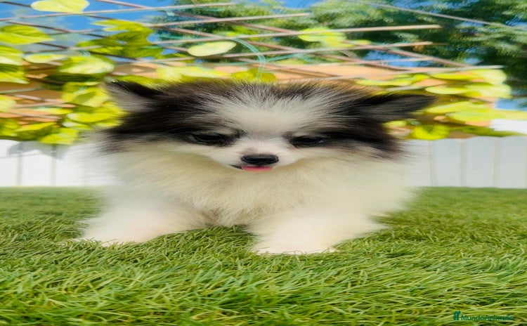 Pomerania perros - Propaganda 4