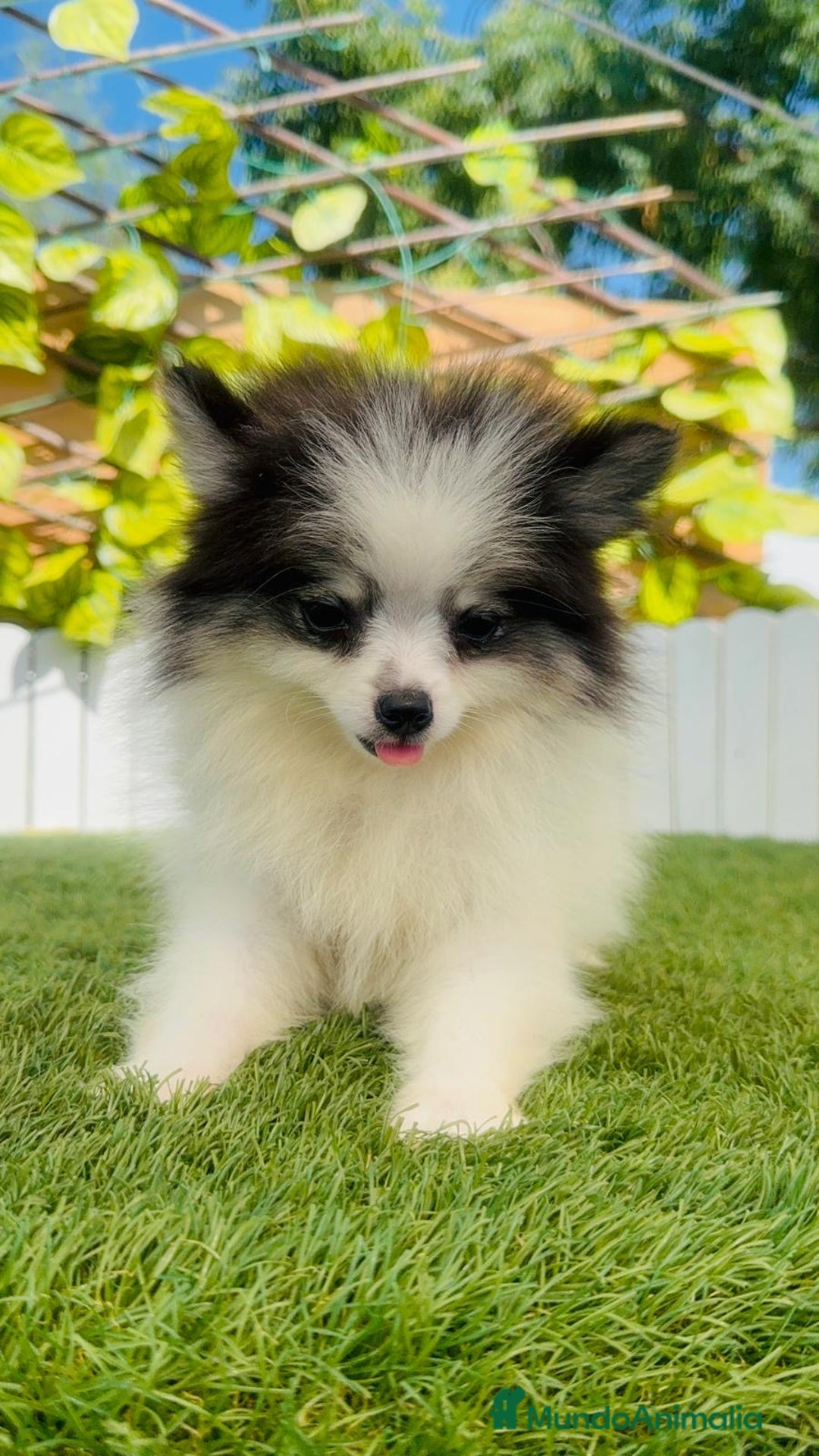 Pomerania perros en venta: POMERANIA HEMBRA ENVIOS A TODA ESPAÑA - Imagen 1