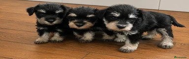 Schnauzer Miniatura cachorro 2