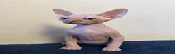 Sphynx gatos en venta: Machito ojos verdes  - Anuncio 1