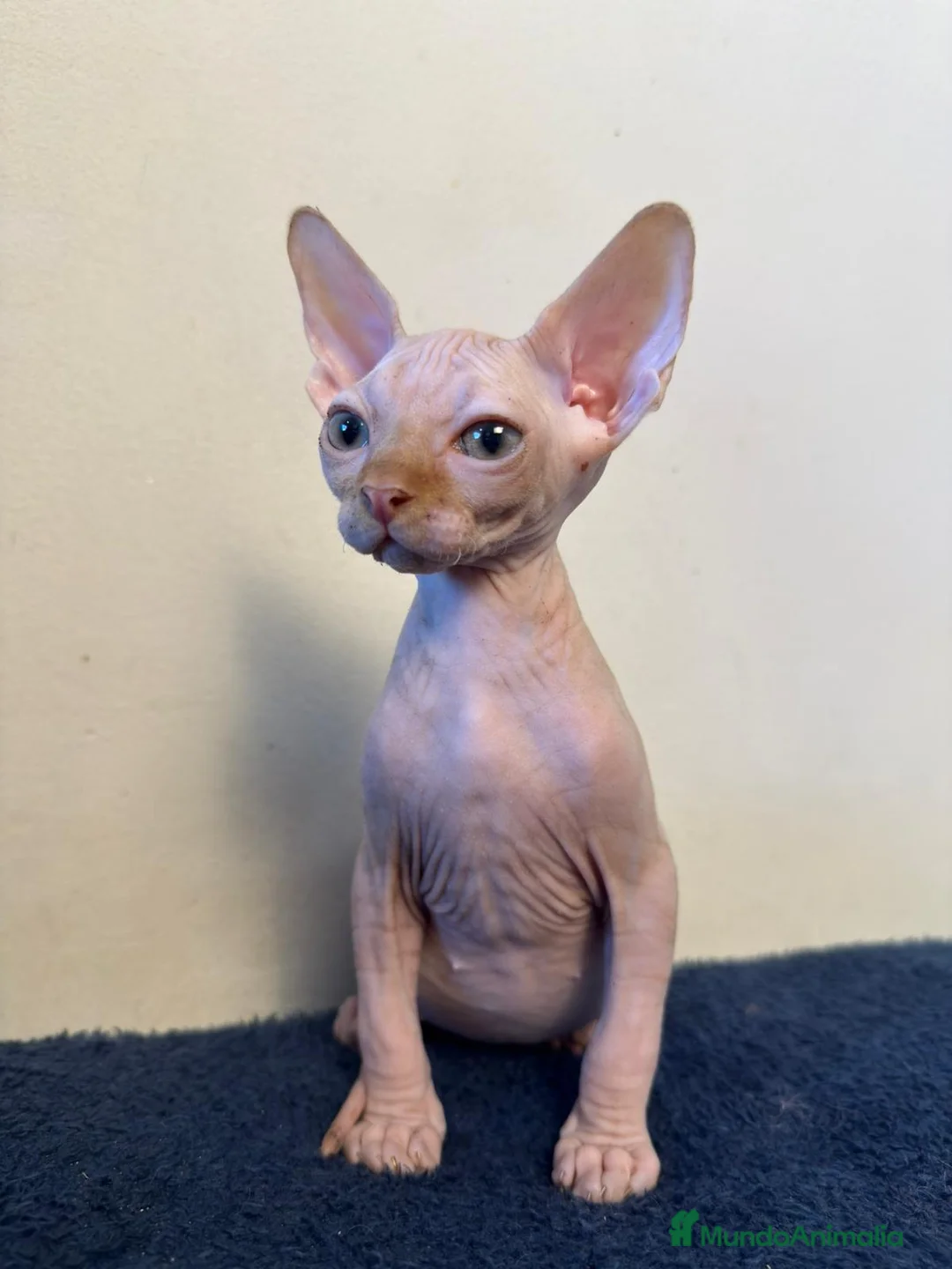Sphynx gatos en venta: Machito ojos verdes  - Anuncio 1