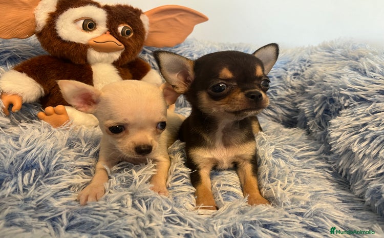 Chihuahua perros - Anuncio 1