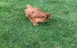 Caniche Enano perros en venta: OPORTUNIDAD  - Imagen 5