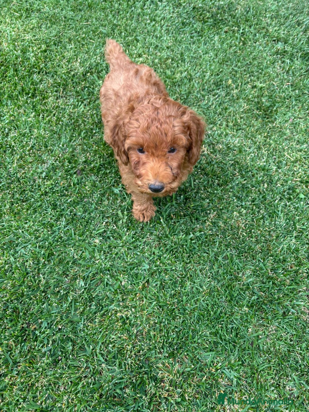 Caniche Enano perros en venta: OPORTUNIDAD  - Imagen 5