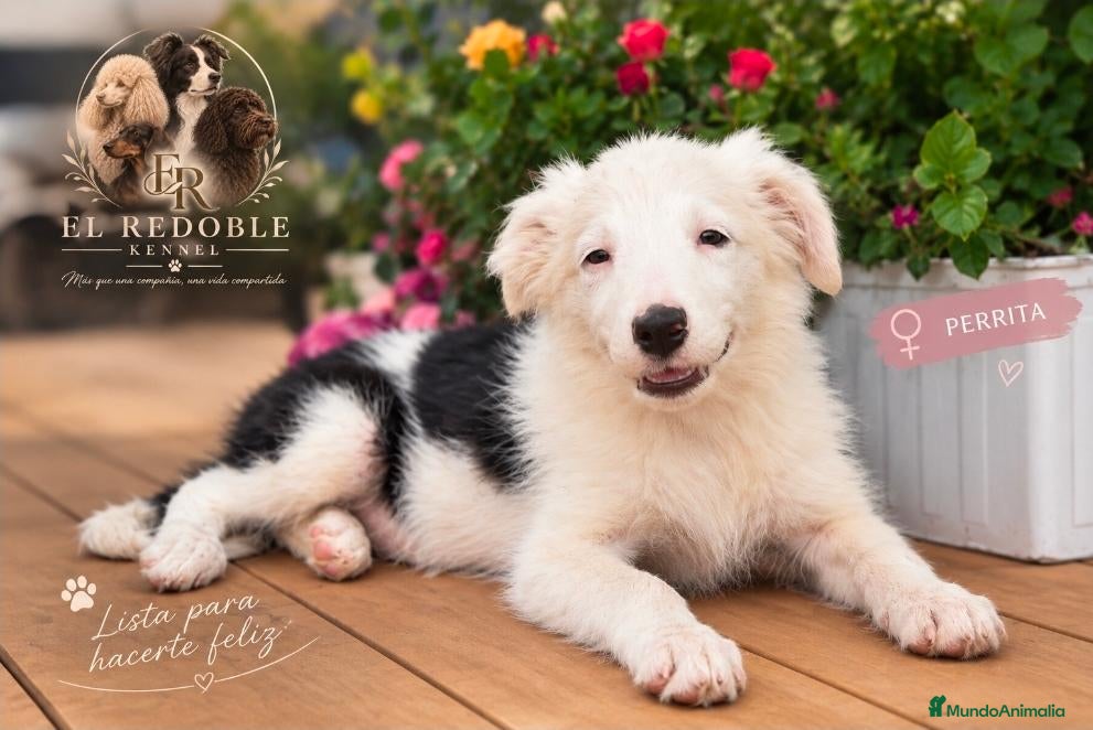 Border Collie perros Border collie listos para entregar  - Anuncio 1