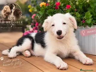 Border Collie perros Border collie listos para entregar - Anuncio 1