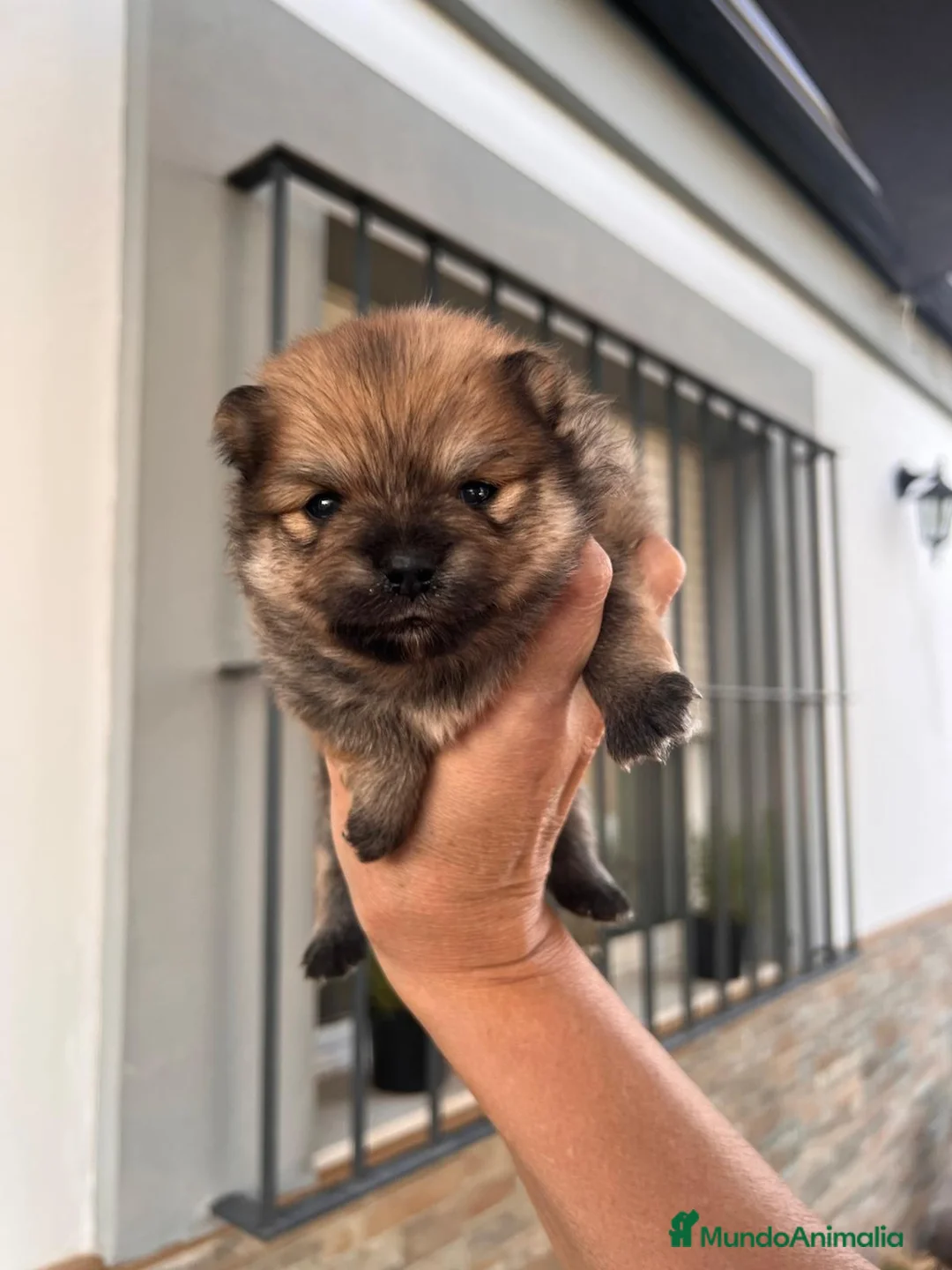 Pomerania perros en venta: Lulu Pomerania toy  - Anuncio 7