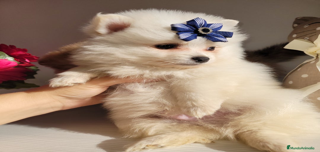 Imagen de galería {{count}}