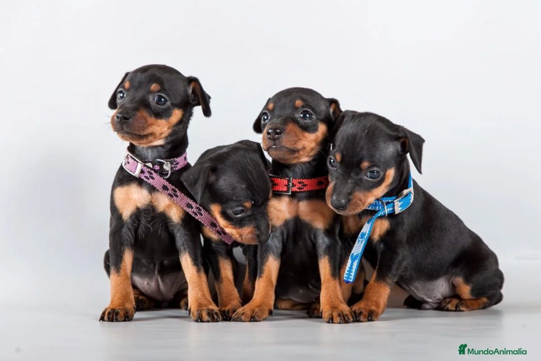 Pinscher Miniatura perros en venta: MINI PINSCHER , PRECIOSOS CACHORROS  - Anuncio 1