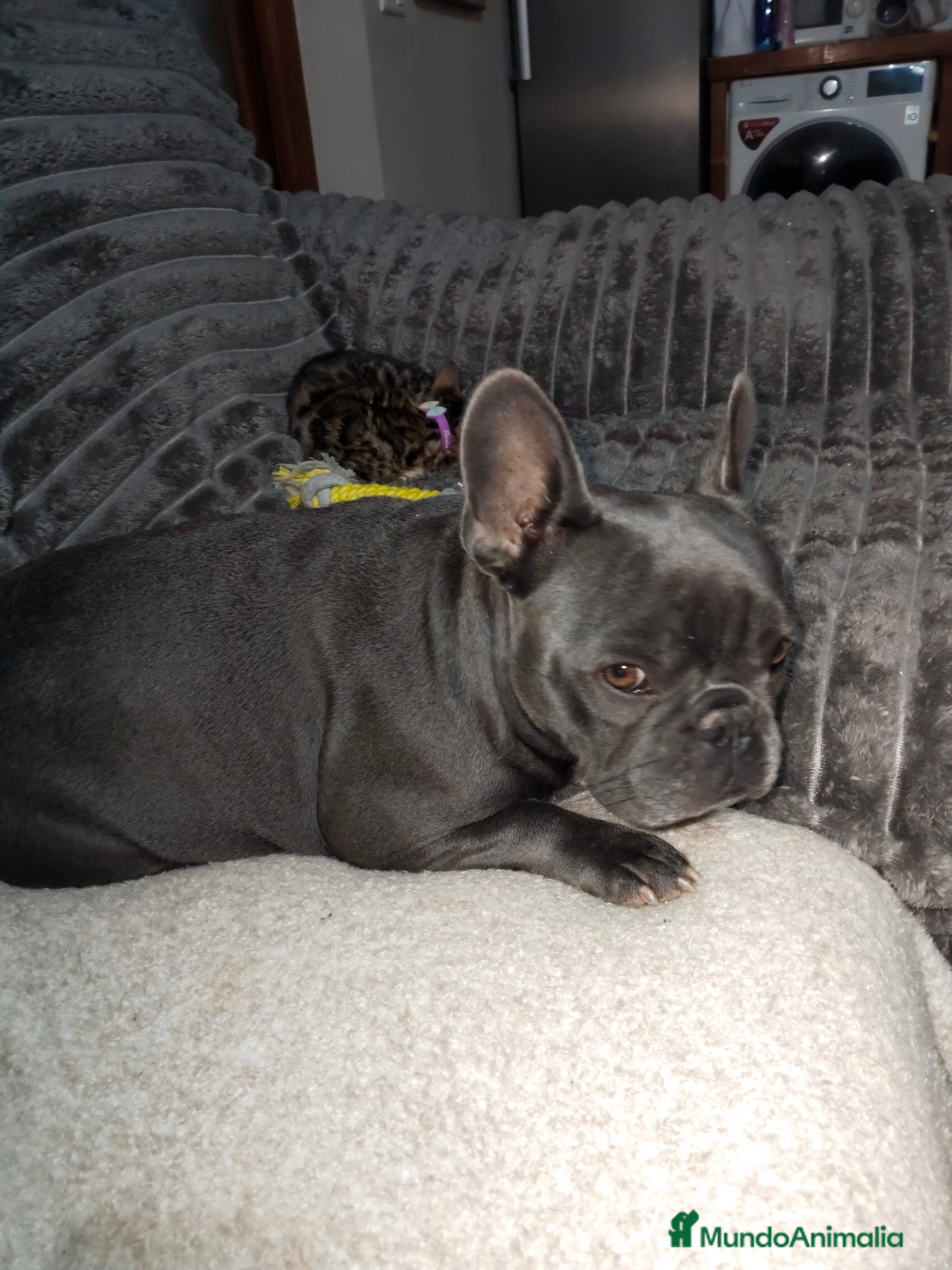 Bulldog Francés perros Hembras bulldog francés negra muy buena morfologia - Anuncio 1