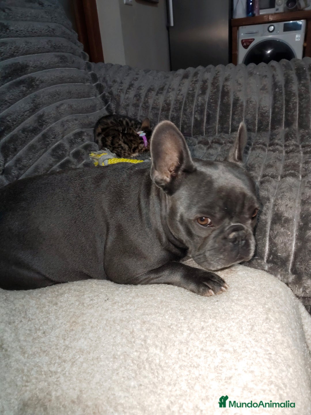 Bulldog Francés perros en venta: Hembras bulldog francés negra muy buena morfologia - Anuncio 1